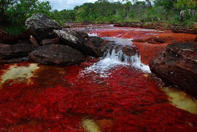 Dòng sông 7 màu amp;#34;chảy từ thiên đườngamp;#34;, có tên Caño Cristales - 6