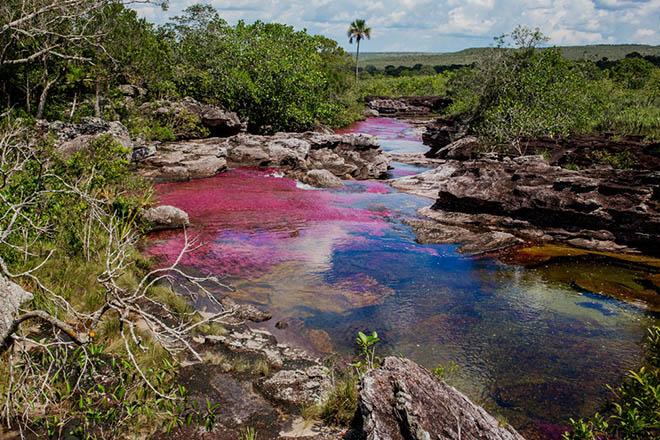 Dòng sông 7 màu amp;#34;chảy từ thiên đườngamp;#34;, có tên Caño Cristales - 12