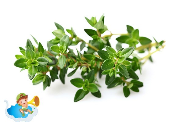 Nắm lá amp;#34;quý hơn vàngamp;#34; trị ho, đờm cho bé - mẹ nào cũng khen hay - 2