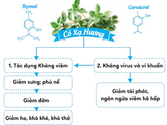 Nắm lá amp;#34;quý hơn vàngamp;#34; trị ho, đờm cho bé - mẹ nào cũng khen hay - 3