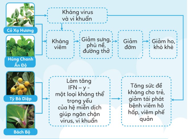 Nắm lá amp;#34;quý hơn vàngamp;#34; trị ho, đờm cho bé - mẹ nào cũng khen hay - 4