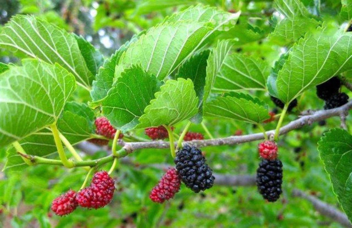 Không muốn nhà gặp vận xui, đừng amp;#34;dạiamp;#34; trồng những loại cây này trong nhà - 4