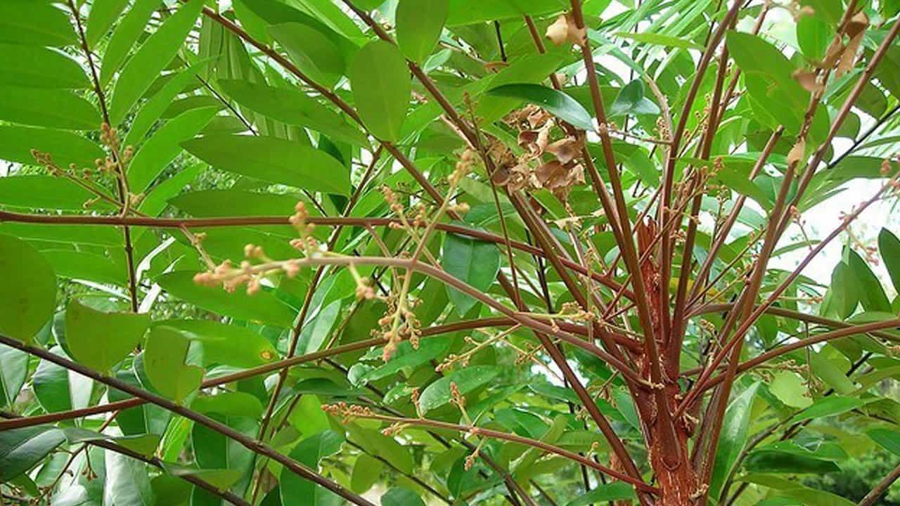 Không muốn nhà gặp vận xui, đừng amp;#34;dạiamp;#34; trồng những loại cây này trong nhà - 6