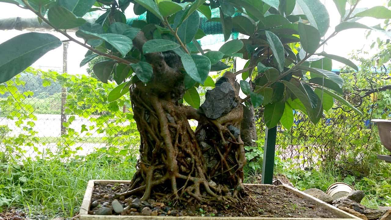 Không muốn nhà gặp vận xui, đừng amp;#34;dạiamp;#34; trồng những loại cây này trong nhà - 3