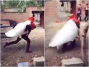 Yêu - Cõng cô dâu vào nhà, chú rể không ngờ lại biến mình thành trò cười