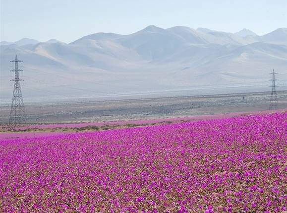 Sững sờ ngắm nhìn 10 sa mạc đẹp nhất thế giới - 4