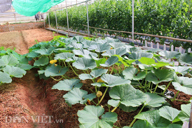 Lạc trôi vào xứ sở toàn rau, củ quả không biết khiêm tốn ở Đà Lạt - 5
