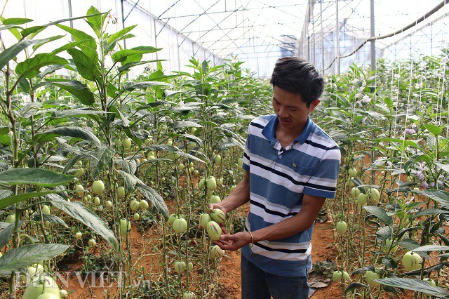 Lạc trôi vào xứ sở toàn rau, củ quả không biết khiêm tốn ở Đà Lạt - 6