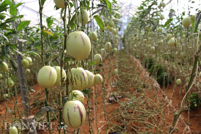 Lạc trôi vào xứ sở toàn rau, củ quả không biết khiêm tốn ở Đà Lạt - 8