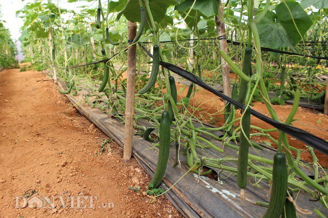 Lạc trôi vào xứ sở toàn rau, củ quả không biết khiêm tốn ở Đà Lạt - 7