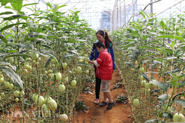 Lạc trôi vào xứ sở toàn rau, củ quả không biết khiêm tốn ở Đà Lạt - 11