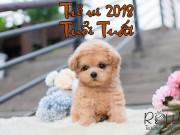 Eva tám - Tuổi Tuất năm 2018 tiêu tiền phung phí, không thích hợp chuyển việc
