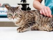 Clip Eva - Có lẽ tất cả những chú mèo tên Tom đều khiến chủ nhân phải hét lên thế này