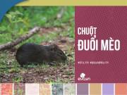 Clip Eva - Chuyện ngược đời: Chuột đuổi mèo như đúng rồi