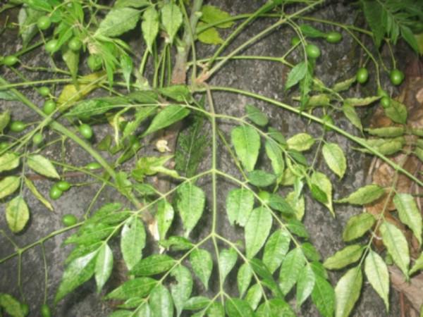 8 cách tự chế thuốc trừ sâu cực hiệu quả tại nhà để Tết tha hồ ăn rau sạch ngon - 7