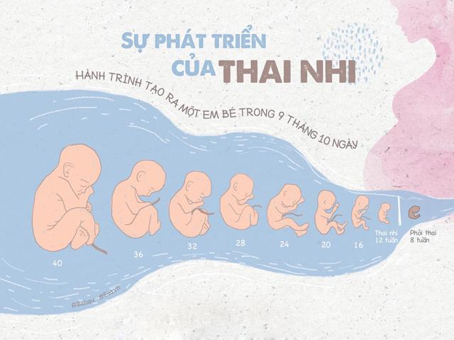 Cuộc chu du 40 tuần đầy bí ẩn của mầm sống bé xíu tới ngày gặp bố mẹ