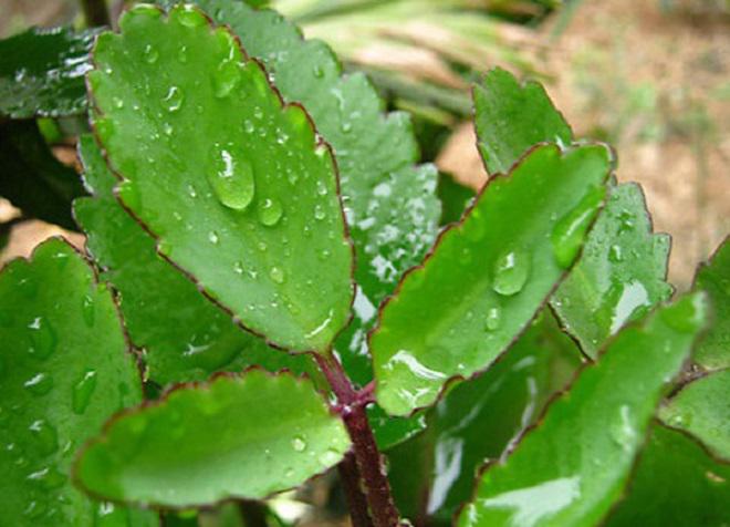 Sẹo bỏng có nặng đến mấy cũng hết nếu áp dụng mẹo sau! - 6