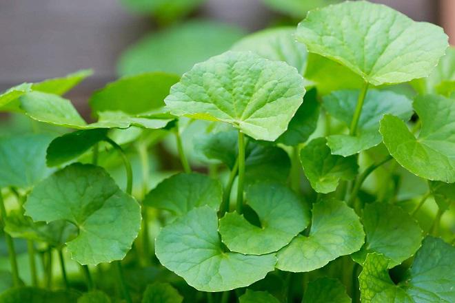 Sẹo bỏng có nặng đến mấy cũng hết nếu áp dụng mẹo sau! - 7