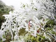 Tin tức - Tin không khí lạnh mới nhất: Miền Bắc tiếp tục chìm trong giá rét, Sa Pa dưới 1 độ C