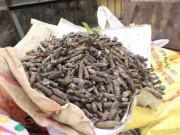 Tin tức - Sợ đầu đạn phát nổ như ở Bắc Ninh, người tàng trữ 2 tấn đầu đạn trình báo chính quyền