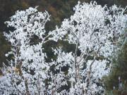 Tin tức - Băng tuyết trắng xoá tại Mù Cang Chải khi nhiệt độ xuống dưới 0 độ C