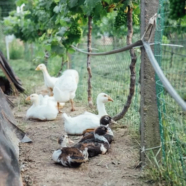 10 thang tu lam moi viec, co gai 19 tuoi bien nha hoang thanh nha vuon dep khong tin noi - 19
