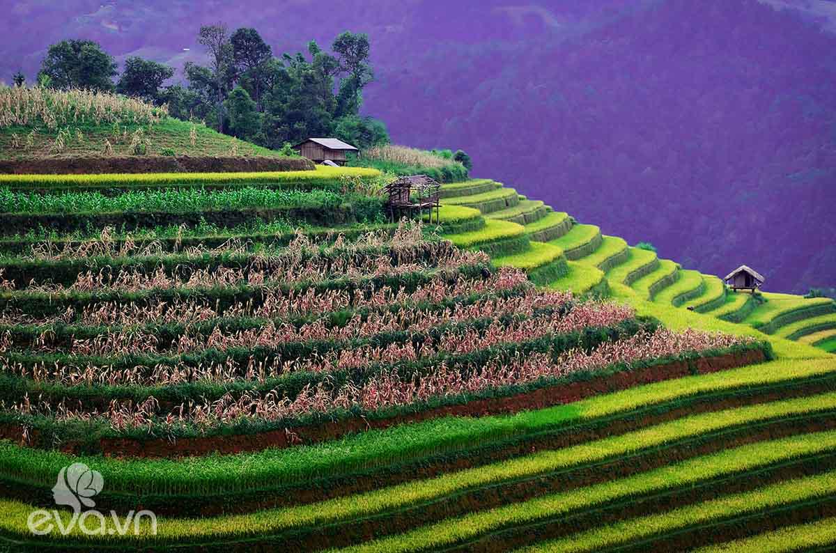 Mù Cang Chải – Thiên đường ruộng bậc thang của núi rừng Tây Bắc - 14
