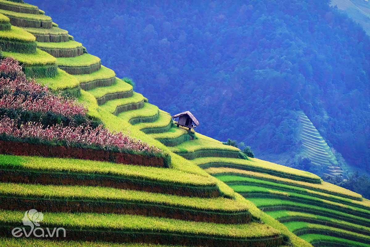 Mù Cang Chải – Thiên đường ruộng bậc thang của núi rừng Tây Bắc - 15