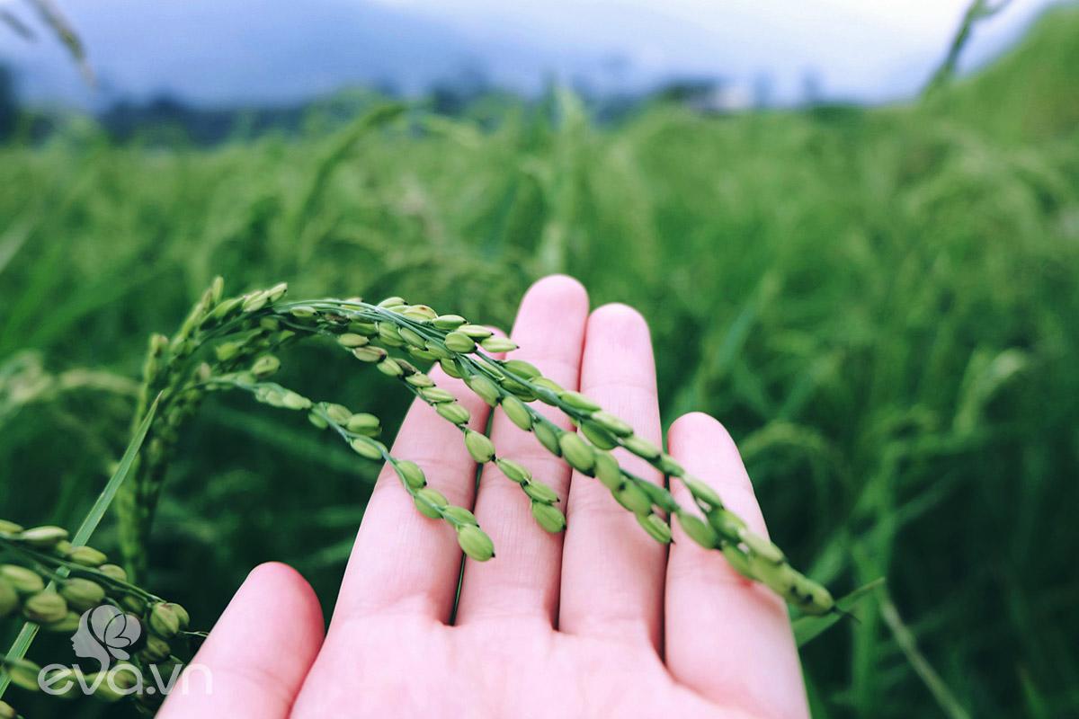 Mù Cang Chải – Thiên đường ruộng bậc thang của núi rừng Tây Bắc - 5