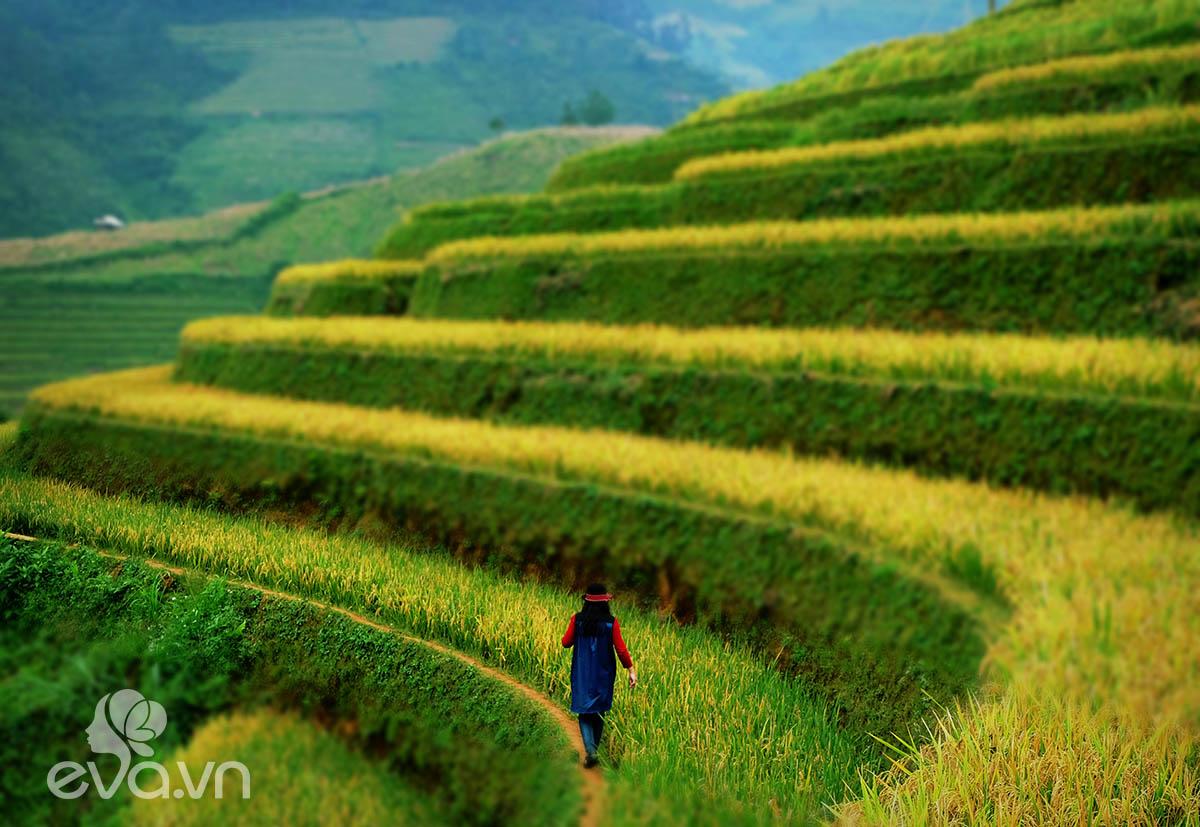 Mù Cang Chải – Thiên đường ruộng bậc thang của núi rừng Tây Bắc - 9