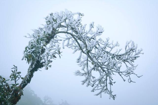 Băng tuyết trắng xoá tại Mù Cang Chải khi nhiệt độ xuống dưới 0 độ C - 2