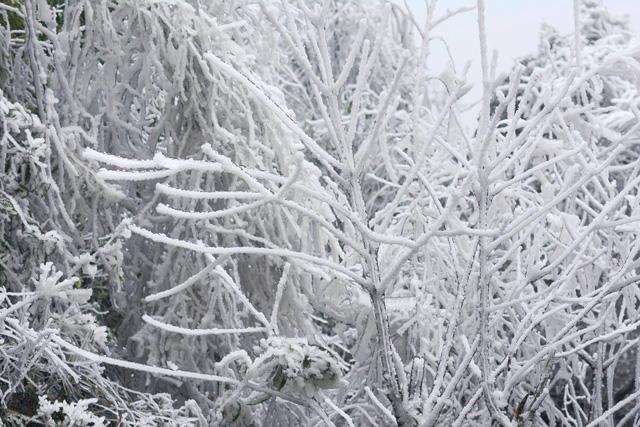 Băng tuyết trắng xoá tại Mù Cang Chải khi nhiệt độ xuống dưới 0 độ C - 3