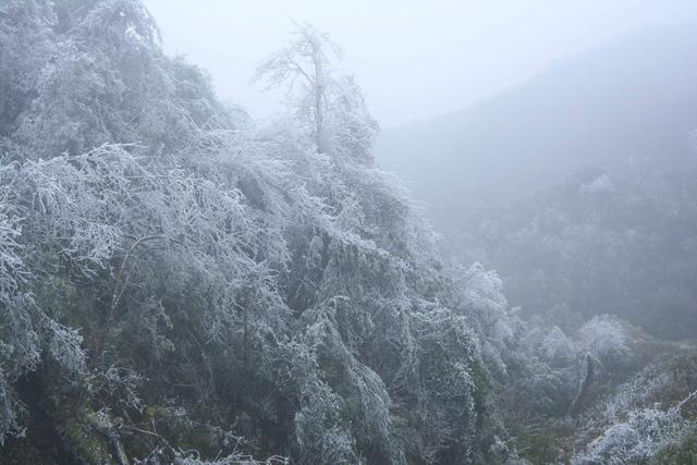 Băng tuyết trắng xoá tại Mù Cang Chải khi nhiệt độ xuống dưới 0 độ C - 4