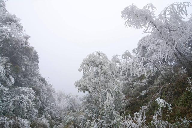 Băng tuyết trắng xoá tại Mù Cang Chải khi nhiệt độ xuống dưới 0 độ C - 10