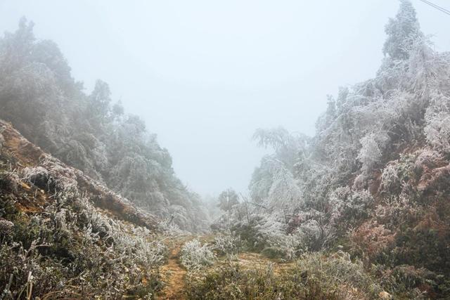 Băng tuyết trắng xoá tại Mù Cang Chải khi nhiệt độ xuống dưới 0 độ C - 11