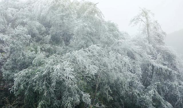 Băng tuyết trắng xoá tại Mù Cang Chải khi nhiệt độ xuống dưới 0 độ C - 9