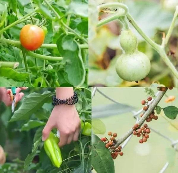 10 thang tu lam moi viec, co gai 19 tuoi bien nha hoang thanh nha vuon dep khong tin noi - 15