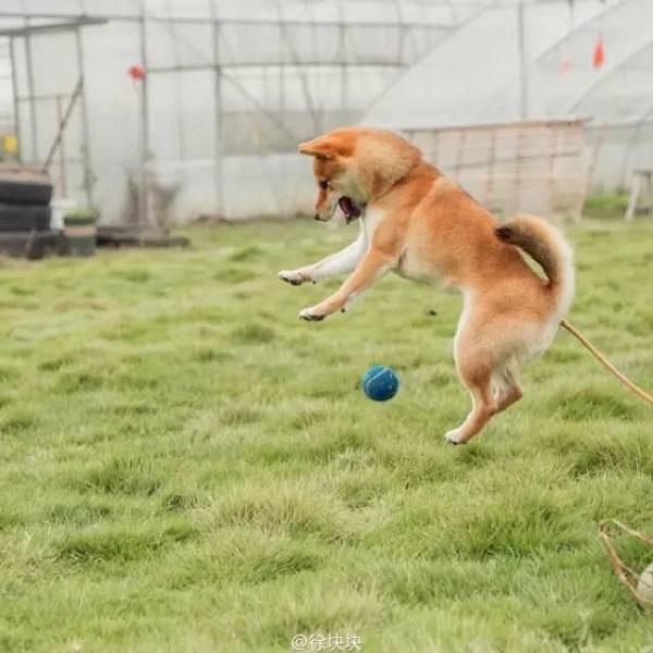 10 thang tu lam moi viec, co gai 19 tuoi bien nha hoang thanh nha vuon dep khong tin noi - 25