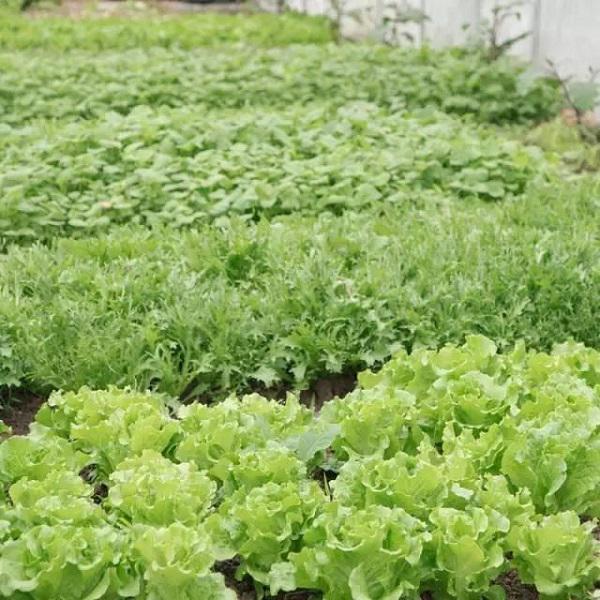 10 thang tu lam moi viec, co gai 19 tuoi bien nha hoang thanh nha vuon dep khong tin noi - 13