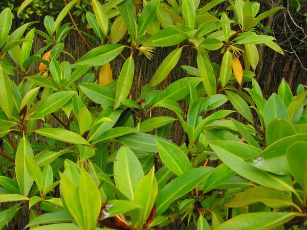 Kỳ lạ loài cây duy nhất ở Việt Nam có khả năng đặc biệt: Sinh và nuôi amp;#34;con” - 1