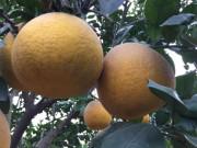 Bếp Eva - Cách phân biệt bưởi Diễn xịn và bưởi Diễn tràn lan chỉ bán giá 20 nghìn đồng