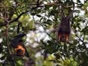 Du lịch - Khóc thét với món ăn từ dơi - đặc sản của dân nhậu miền Tây