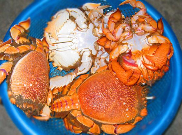 Đặc sản Phú Yên khiến du khách nức nở khen ngon - 9
