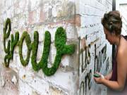 Nhà đẹp - Không ai hiểu vì sao cô gái "rảnh" quét rêu, sữa chua lên tường cho đến khi thấy thành quả