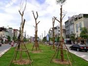 Tin tức - Từ 15-1: trồng cây sai chỗ có thể bị phạt đến 15 triệu