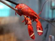 Bếp Eva - Quốc gia cấm dân làm tôm hùm đau đớn khi luộc trong nước sôi