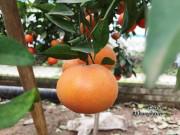 Bếp Eva - Cách phân biệt cam Canh chuẩn với cam Canh Trung Quốc