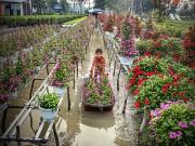 Du lịch - Đến hẹn lại lên, làng hoa Tết Sa Đéc rực rỡ mùa Xuân 2018