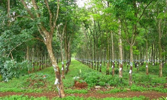 Nam thanh niên giết bạn gái,  giấu xác phi tang rồi chạy xe về quê…lẩn trốn - 1