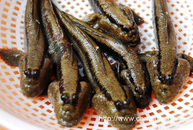 Tới Cà Mau đừng bỏ qua món cá amp;#34;có chânamp;#34; leo cây thoăn thoắt - 3